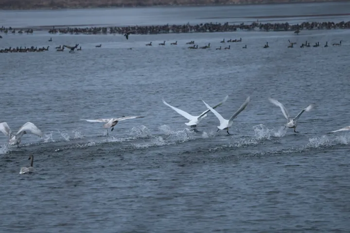 Trumpeter Swan
