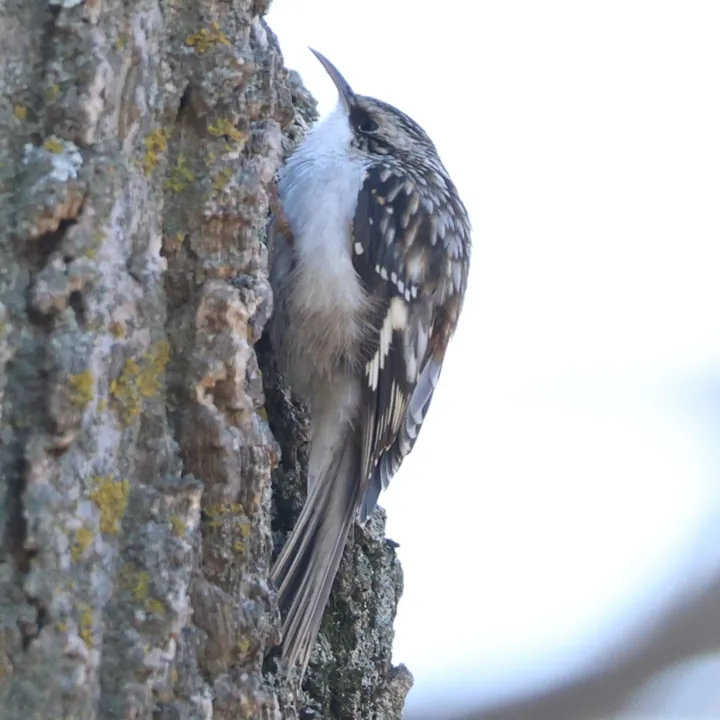 Brown Creeper