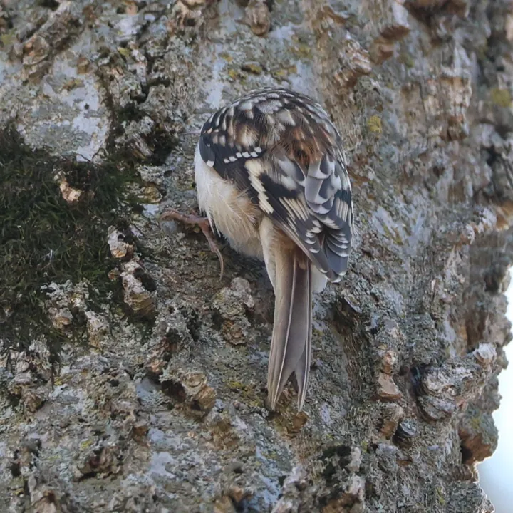 Brown Creeper