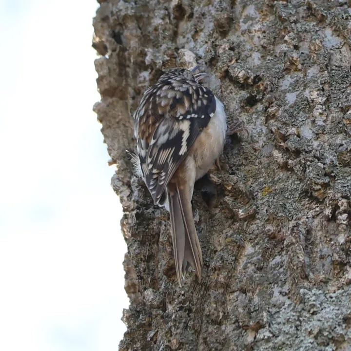 Brown Creeper