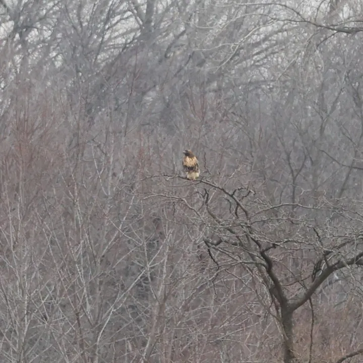 Red-tailed Hawk