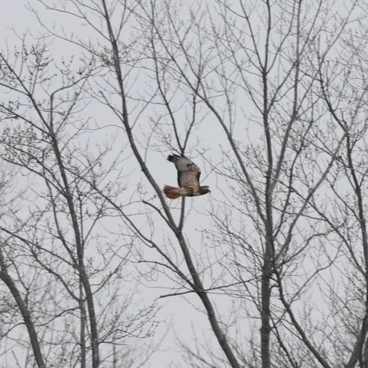 Red-tailed Hawk