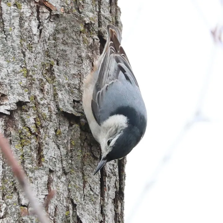 White-breasted Nuthatch