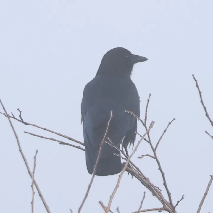 American Crow
