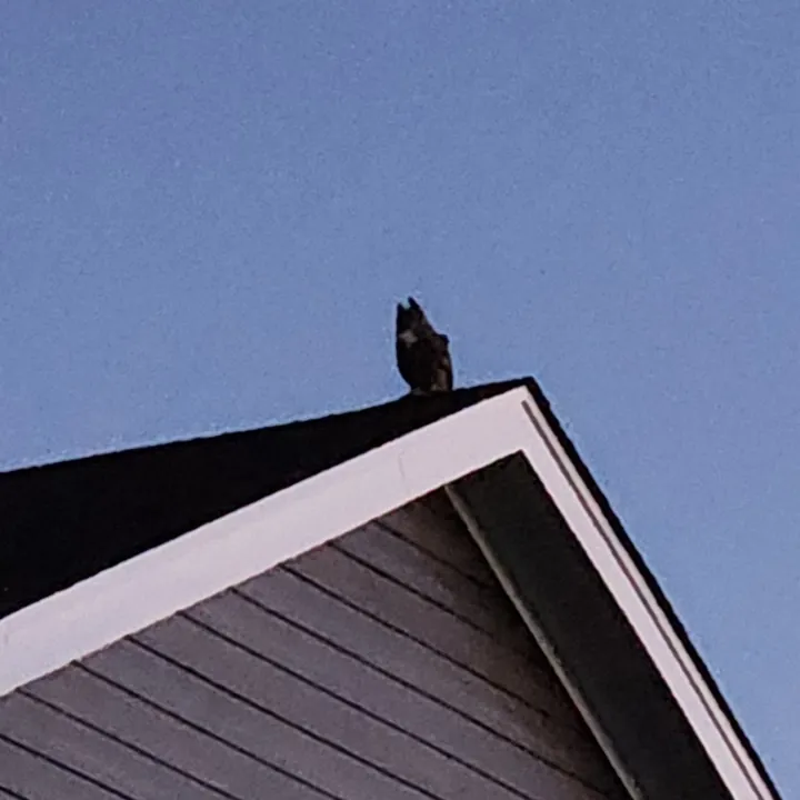 Great Horned Owl