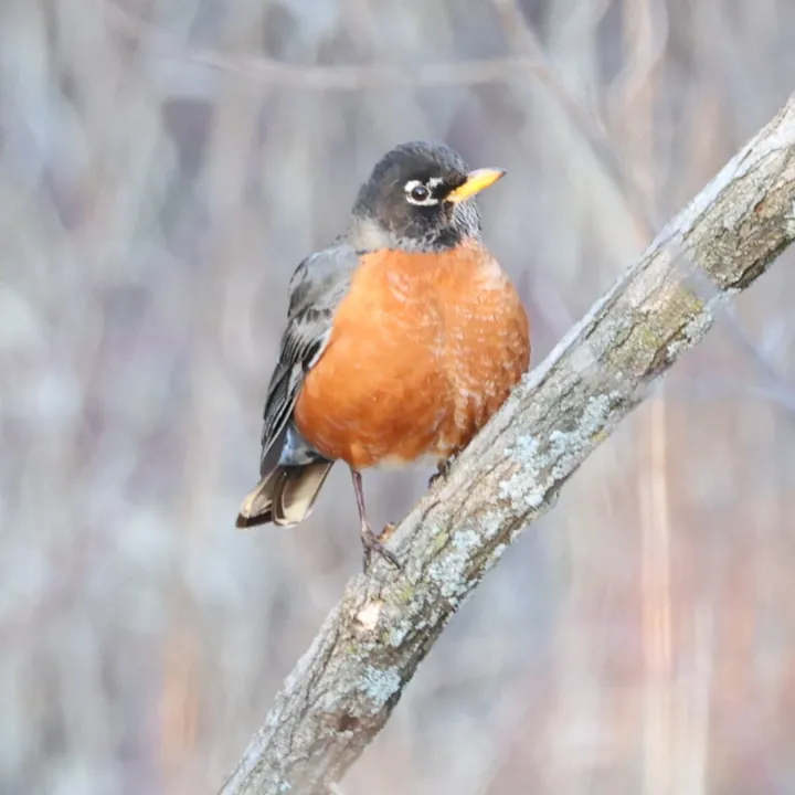 American Robin