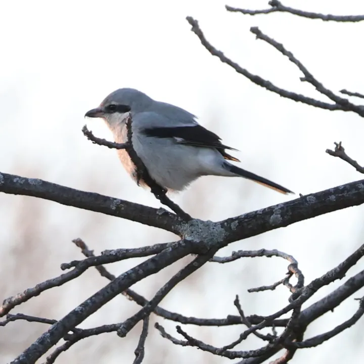 Northern Shrike