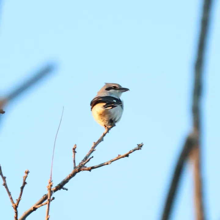Northern Shrike
