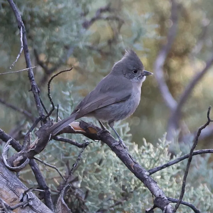 Juniper Titmouse
