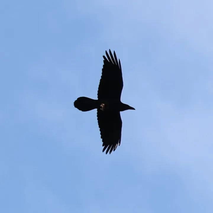 Common Raven