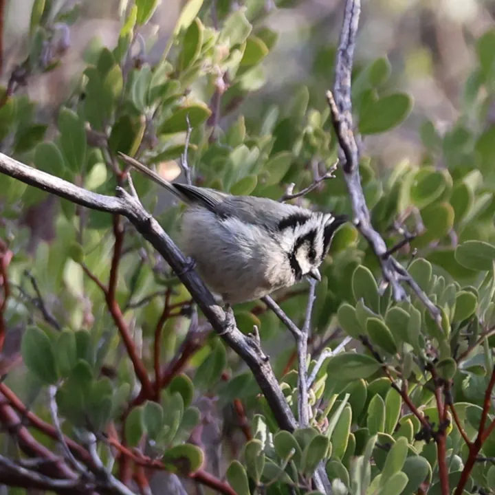 Bridled Titmouse