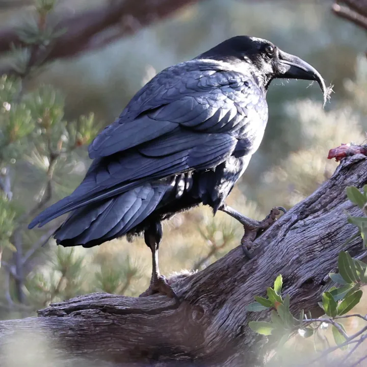 Common Raven