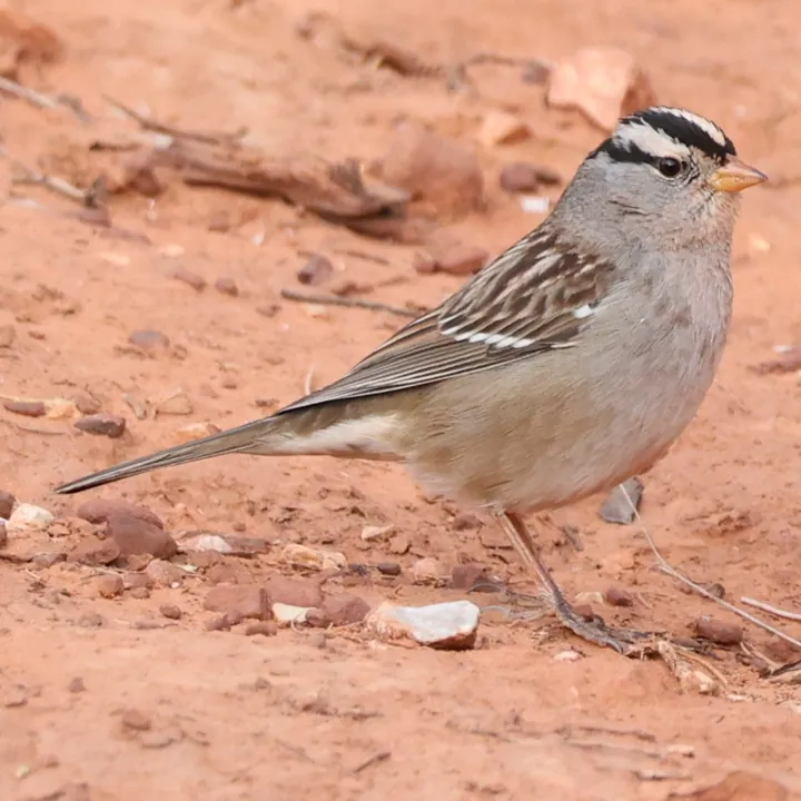 White-crowned Sparrow
