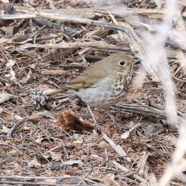Hermit Thrush