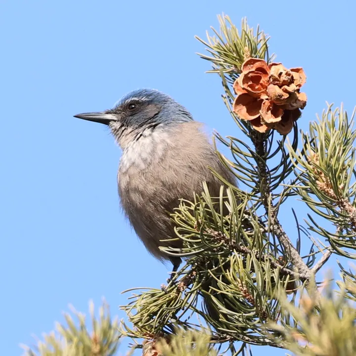 Woodhouse's Scrub-Jay