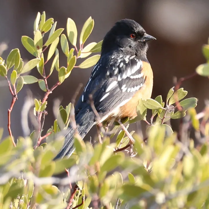 Spotted Towhee