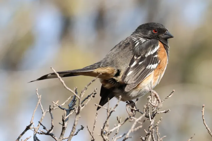 Spotted Towhee