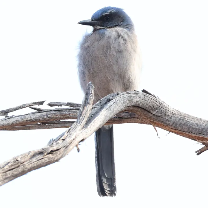 Woodhouse's Scrub-Jay
