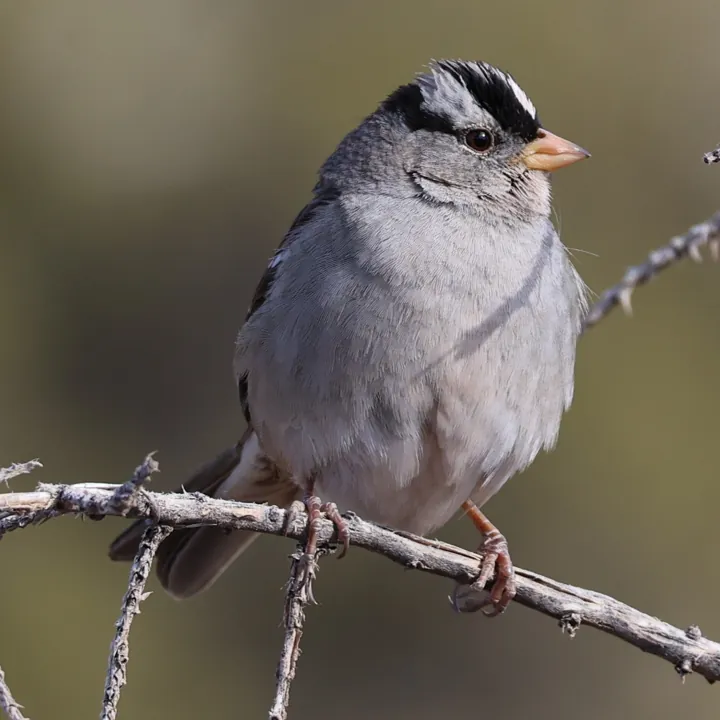 White-crowned Sparrow
