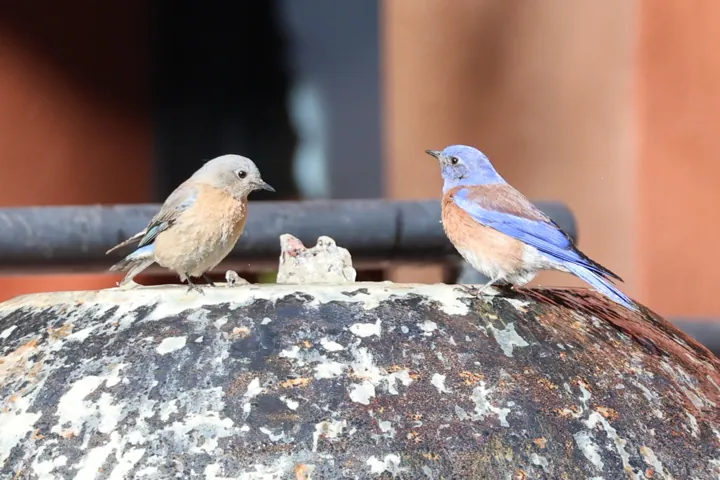 Western Bluebird