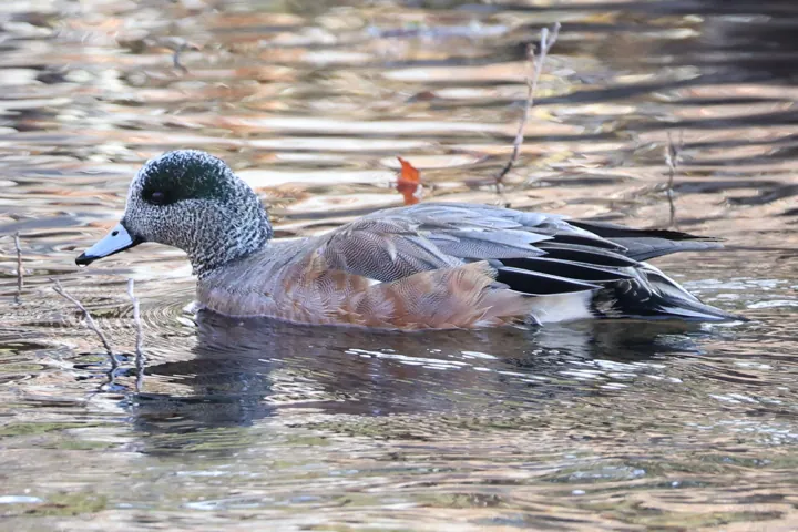 American Wigeon