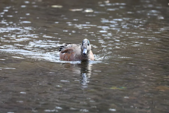 American Wigeon