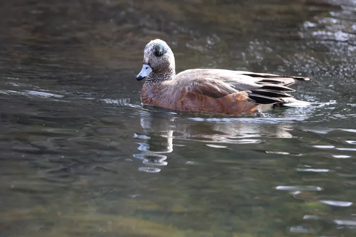 American Wigeon