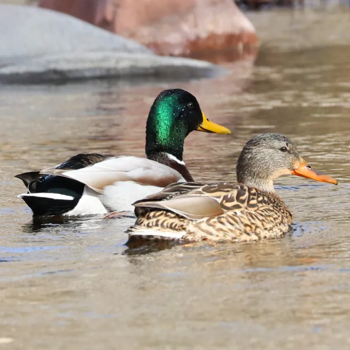 Mallard