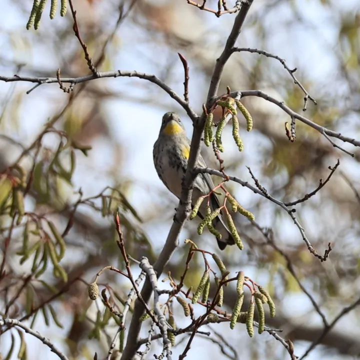 Yellow-rumped Warbler