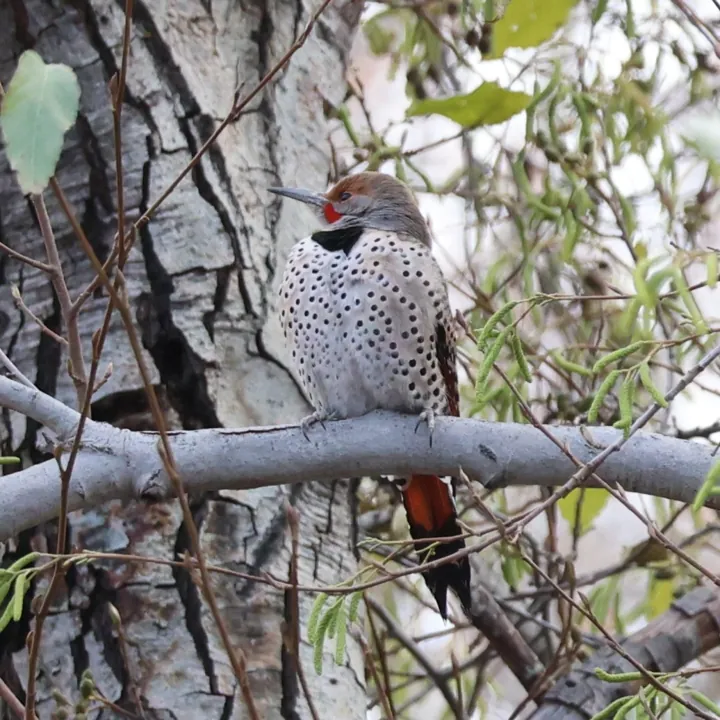 Northern Flicker