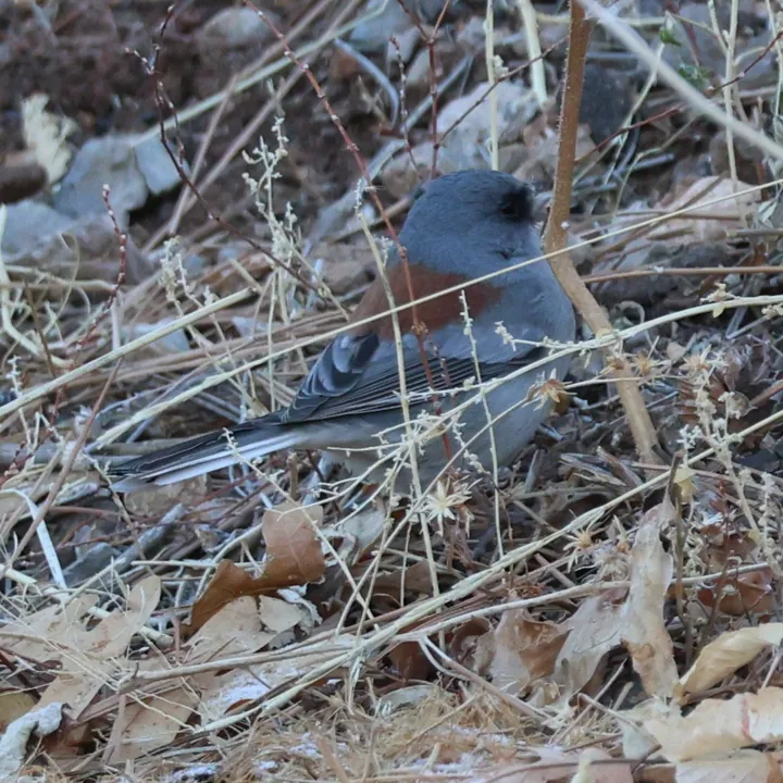 Dark-eyed Junco