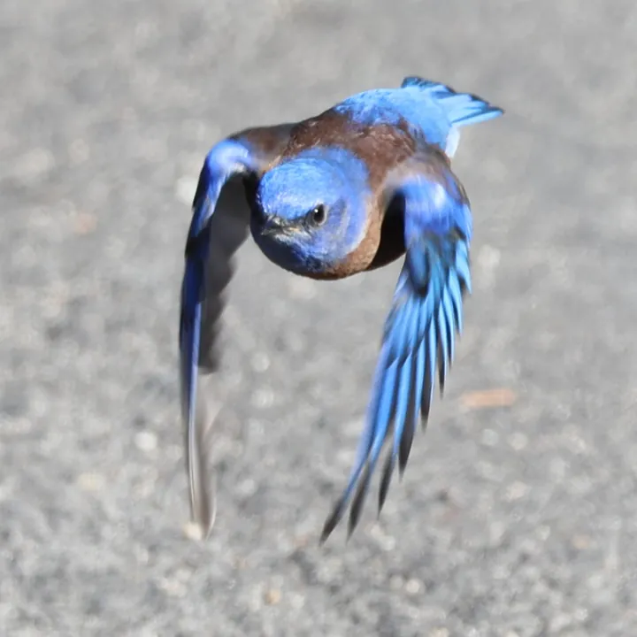 Western Bluebird