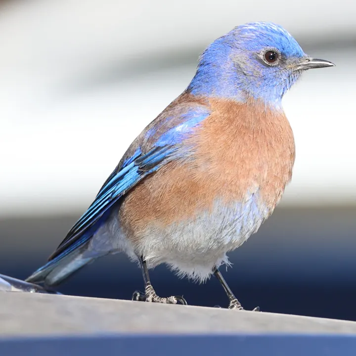 Western Bluebird