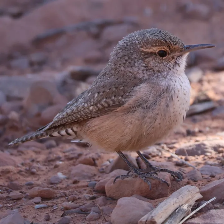 Rock Wren