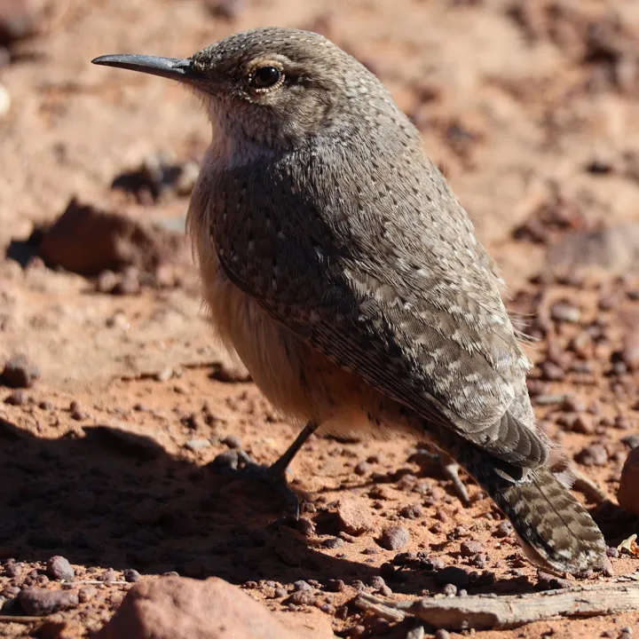 Rock Wren
