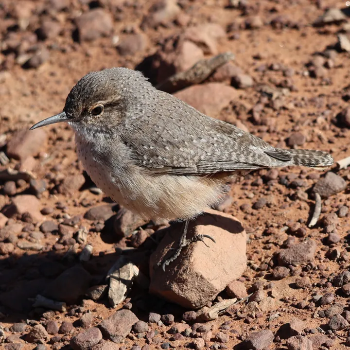 Rock Wren