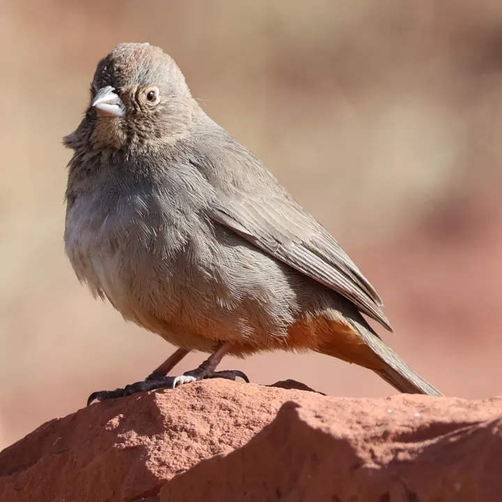 Canyon Towhee