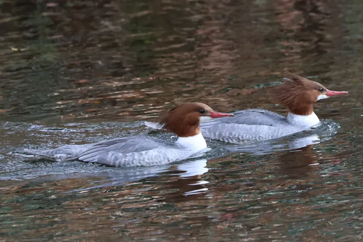 Common Merganser