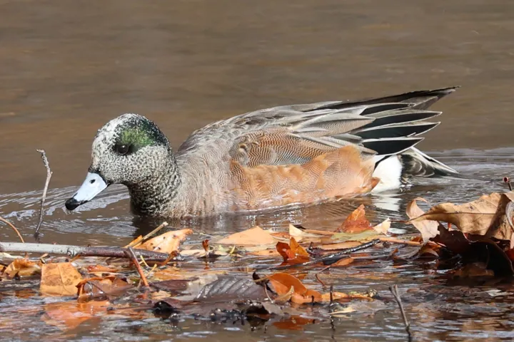 American Wigeon