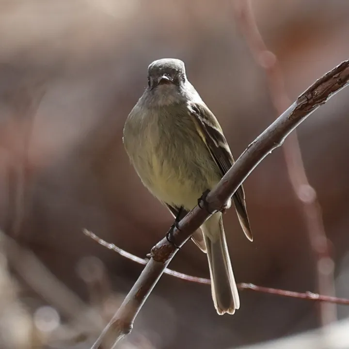Hammond's Flycatcher