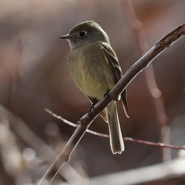 Hammond's Flycatcher