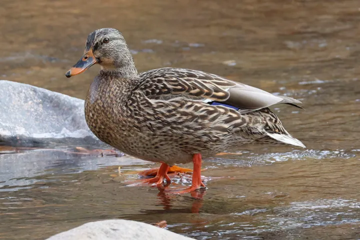 Mallard
