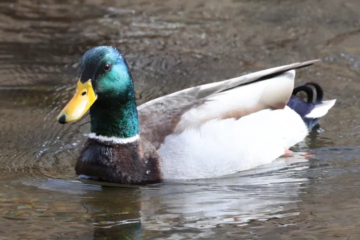 Mallard