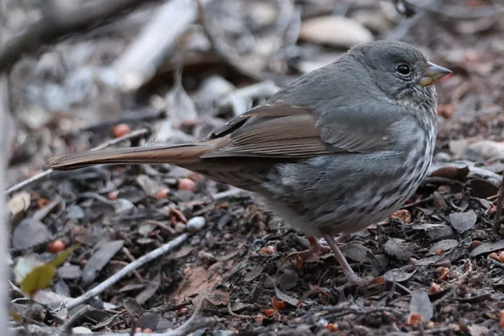Fox Sparrow