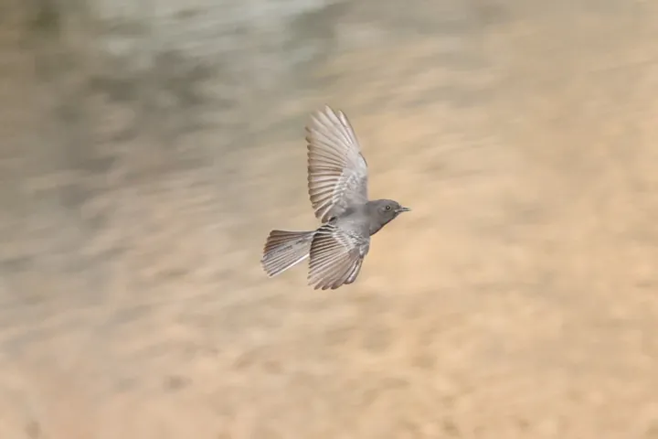 Black Phoebe