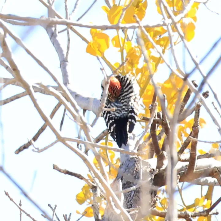 Ladder-backed Woodpecker