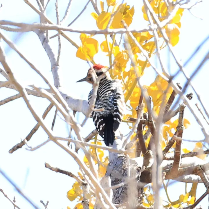Ladder-backed Woodpecker