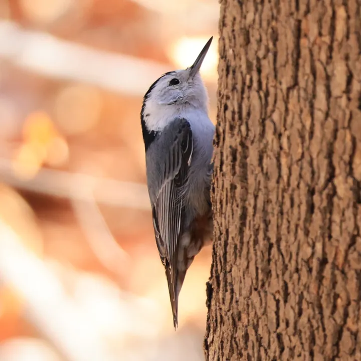 White-breasted Nuthatch