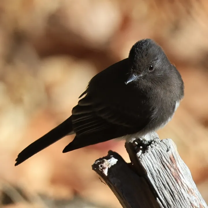 Black Phoebe