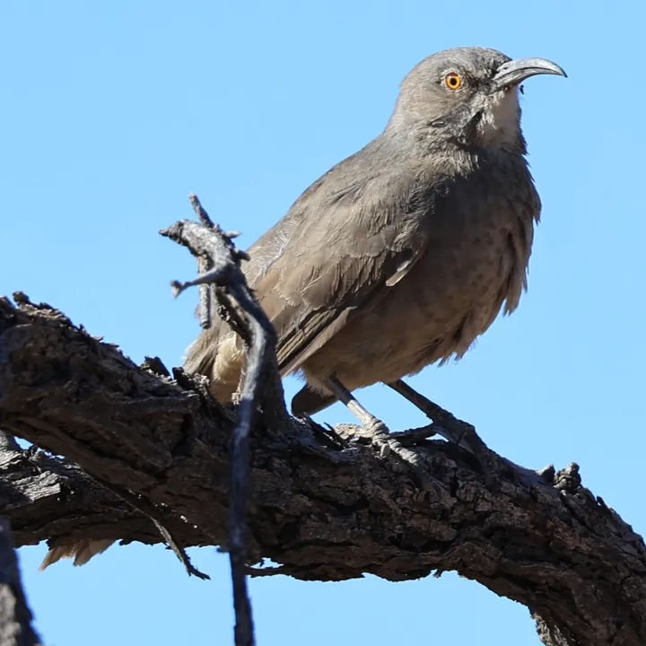 Curve-billed Thrasher